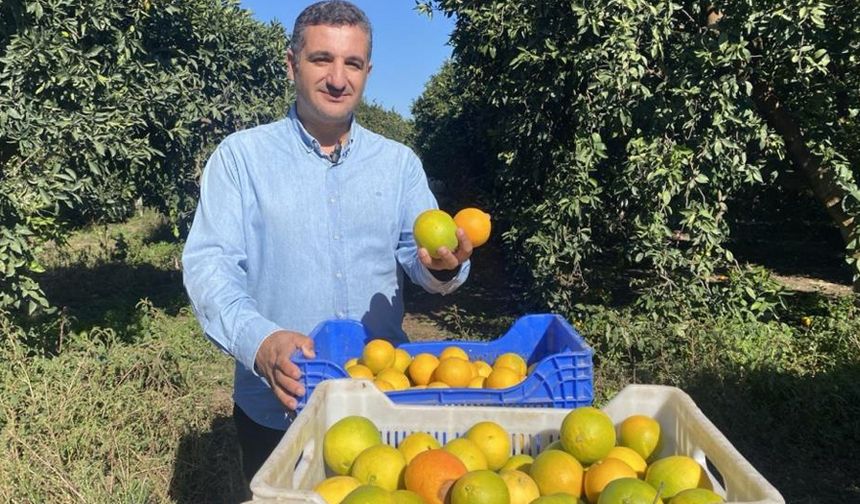 Finike'de portakal sezonu başladı, 250 bin ton rekolte bekleniyor