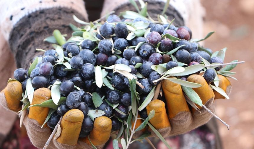 Kilis'te zeytin hasadı başladı
