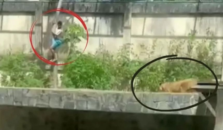 Dehşet anları kamerada: Aslanın saldırısına uğradı... Hayatını kaybetti