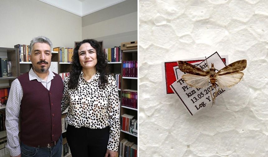 Diyarbakır'da keşfettiği yeni güve türüne eşinin adını verdi