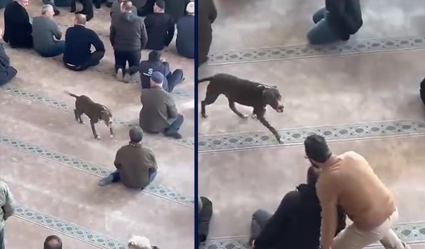 Pitbull aniden camiye girdi: Cemaat ne yapacağını bilemedi