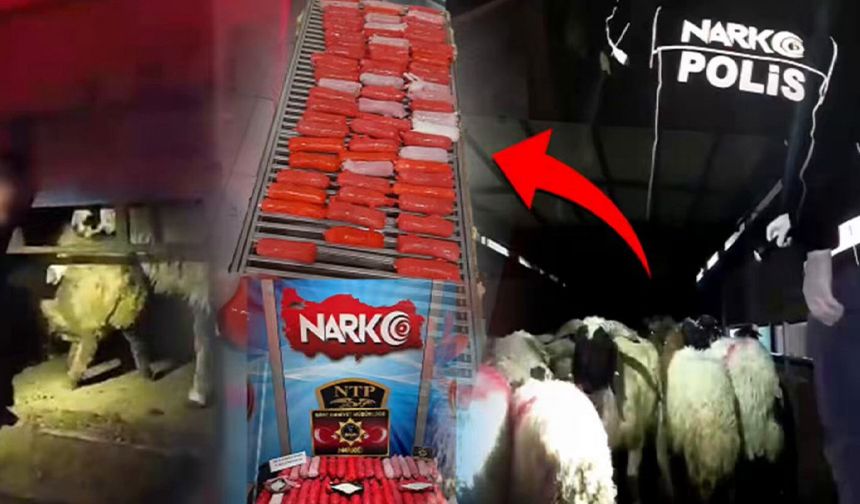 Şeytani plan! Uyuşturucuyu hayvanların karın boşluğuna saklamışlar