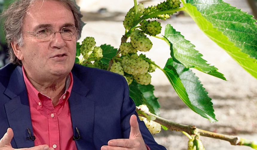 Egzamayı kökünden çözen tarif! Prof. Dr. İbrahim Saraçoğlu kremlerden daha faydalı o kürü açıkladı