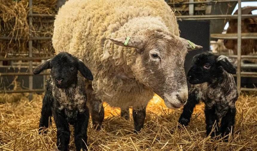 Dünyanın en yalnız koyunu anne oldu: Mutlu aile tablosu herkesi gülümsetiyor