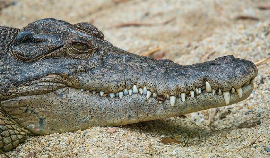 Kaderin böylesi! Talihsiz balıkçı fillerden kaçarken timsaha yem oldu