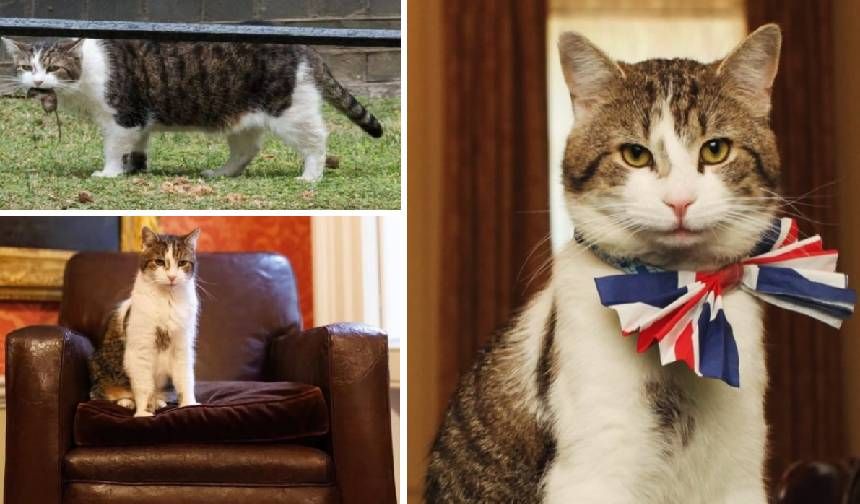 İngiltere'nin resmen 'Baş Fare Avcısı' unvanlı kedisi Larry meslekte 15. yılını doldurdu