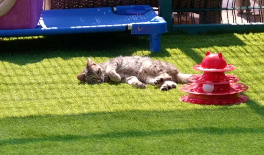 TBMM’de dikkat çeken proje! Kediler için özel alan kuruldu