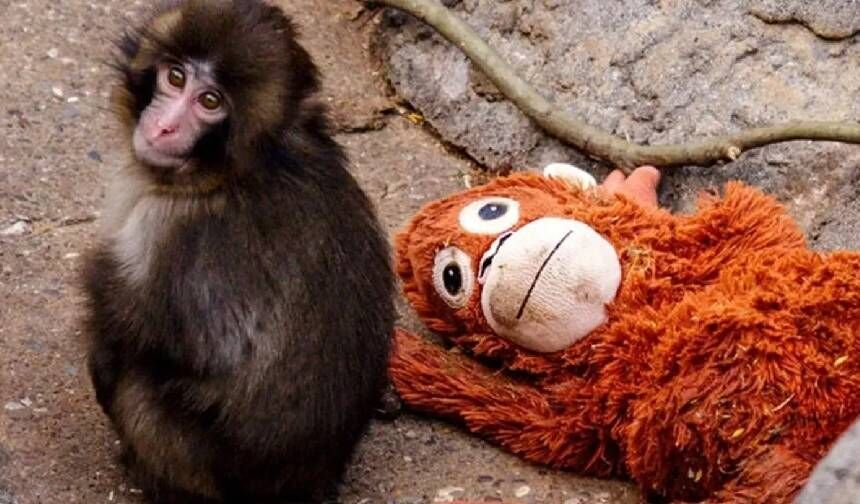 Dünyayı hüzne boğan Maymun Punch arkadaş buldu: Artık yalnız değil!