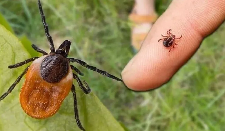 Kene ölümleri artışta! Uzman isim riskin en yüksek olduğu 5 ili açıkladı