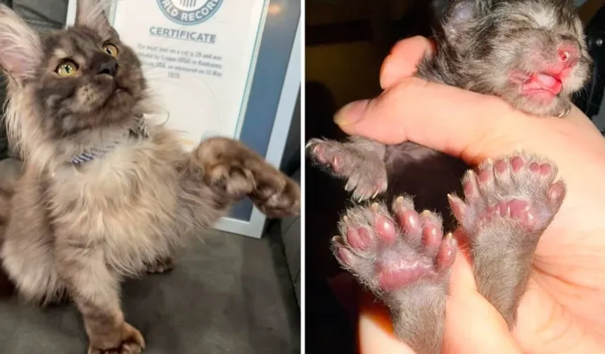 Dört patisi tam 29 parmağı var! Minik kedi babasının rekorunu kırdı