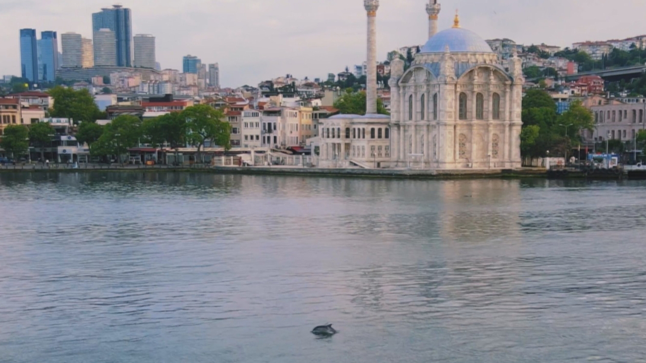 İstanbul Boğazında yunus şöleni