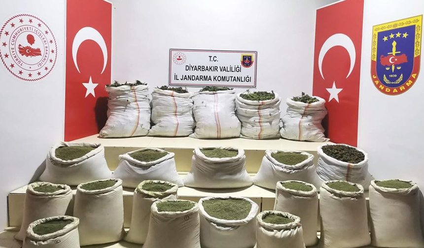 Diyarbakır'da 232 bin kök kenevir ele geçirildi