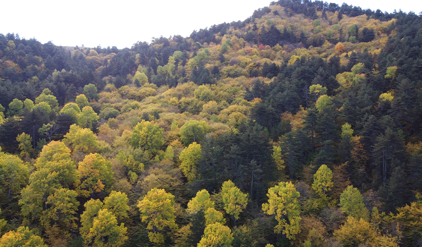 Mudurnu ormanları sonbaharda ayrı güzelliğe büründü