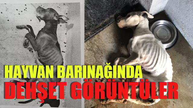 Odunpazarı hayvan barınağında dehşet görüntüler