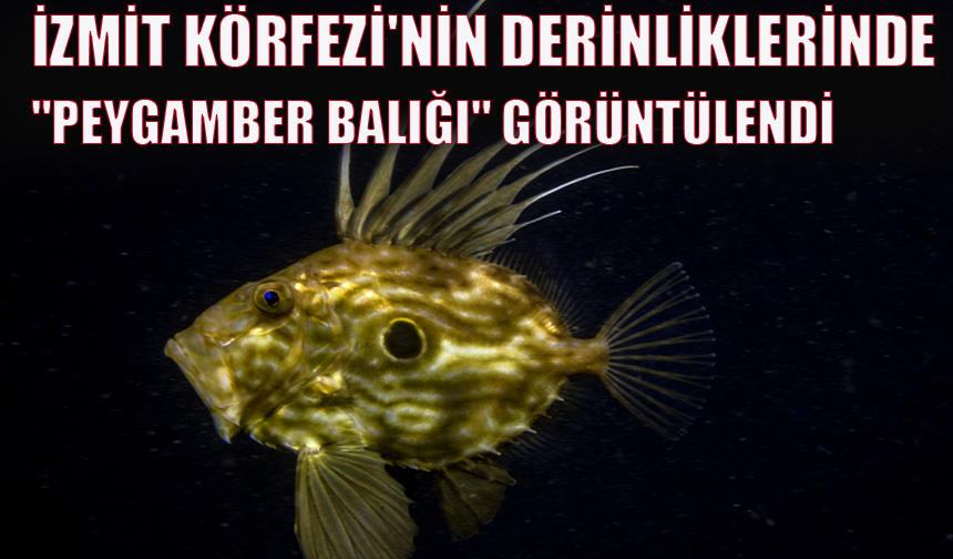 İzmit Körfezi'nin derinliklerinde "peygamber balığı" görüntülendi