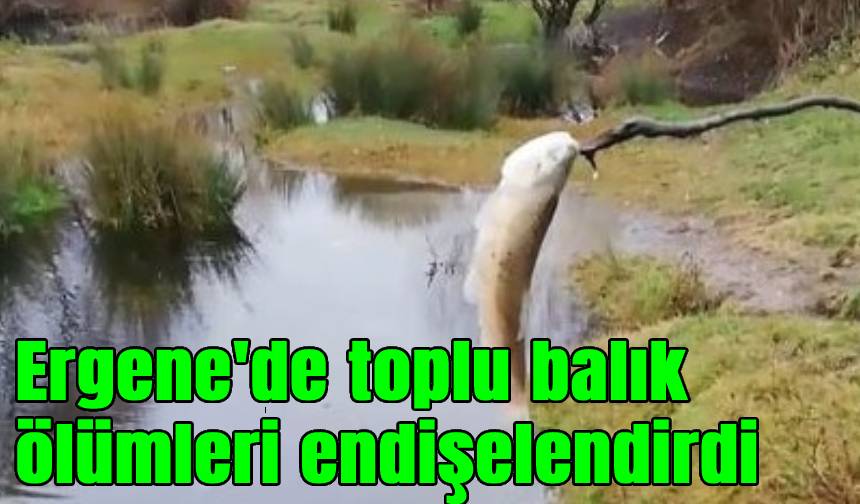 Ergene'de derede toplu balık ölümleri endişelendirdi