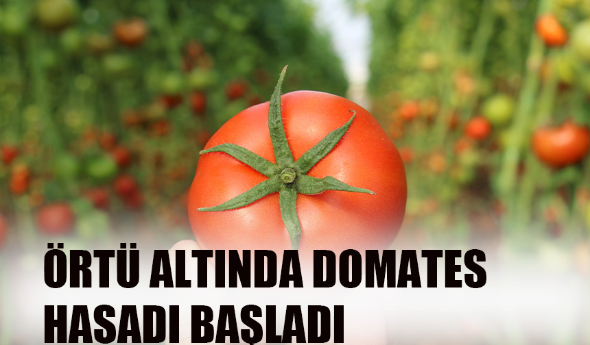 Örtü altında domates hasadı başladı