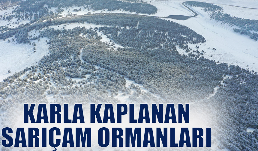 Karla kaplanan sarıçam ormanları