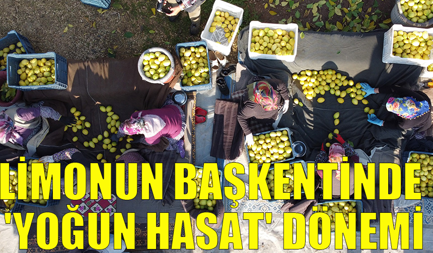 Limonun başkentinde 'yoğun hasat' dönemi