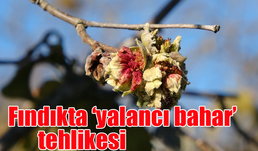 Fındıkta ‘yalancı bahar’ tehlikesi