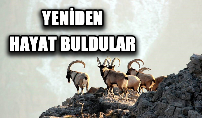 Nesli tükenmekte olan yaban keçileri Kayseri'de yeniden hayat buldu