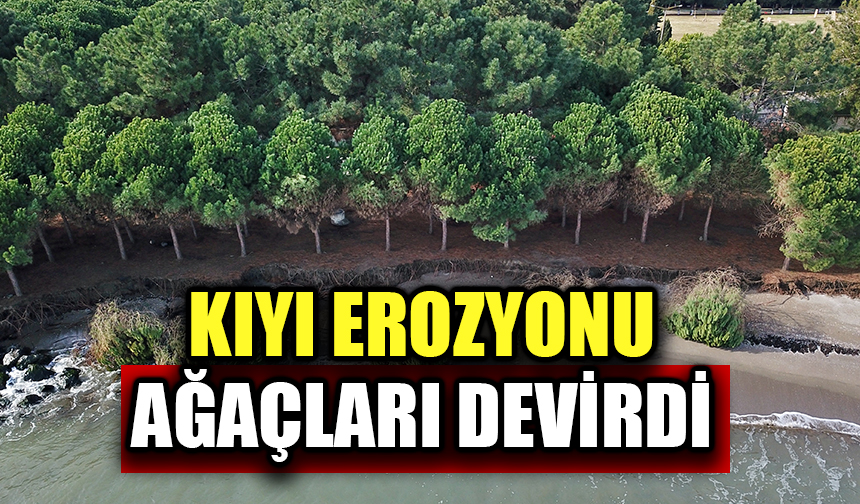 Samsun'da kıyı erozyonu çam ağaçlarını devirdi