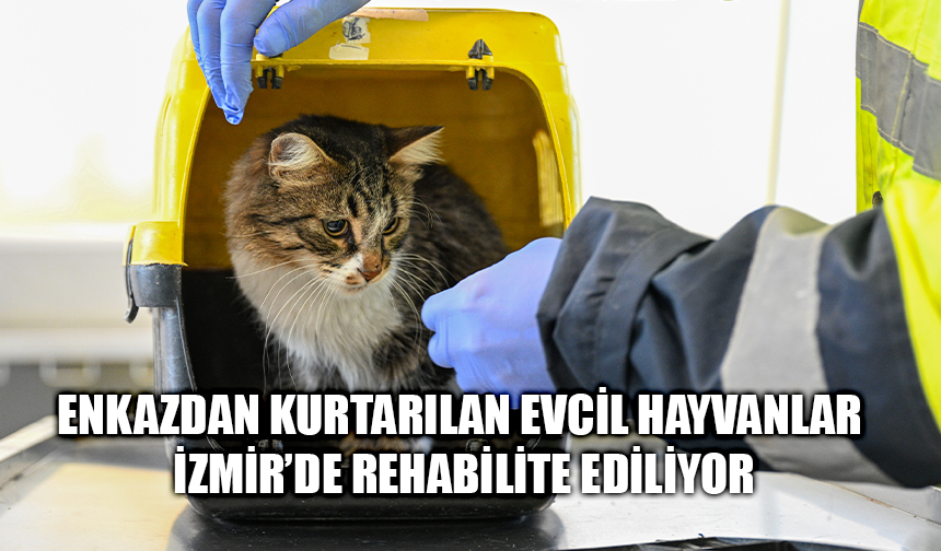 Enkazdan kurtarılan evcil hayvanlar İzmir’de rehabilite ediliyor