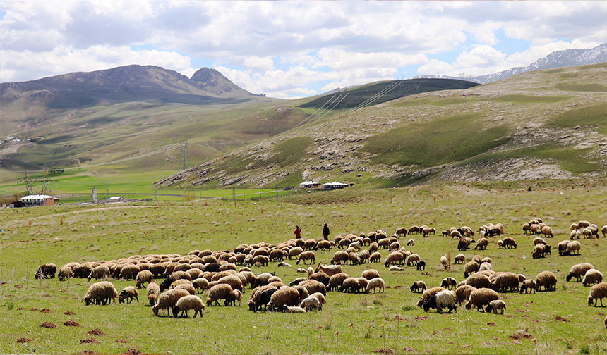 Köyümde Yaşamak İçin Bir Sürü Nedenim Var