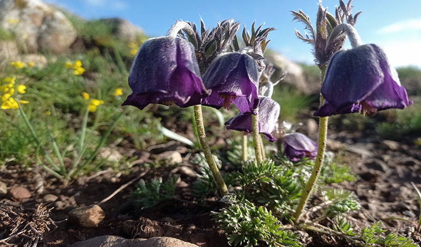 Erzurum'da  muhteşem bir renk cümbüşü