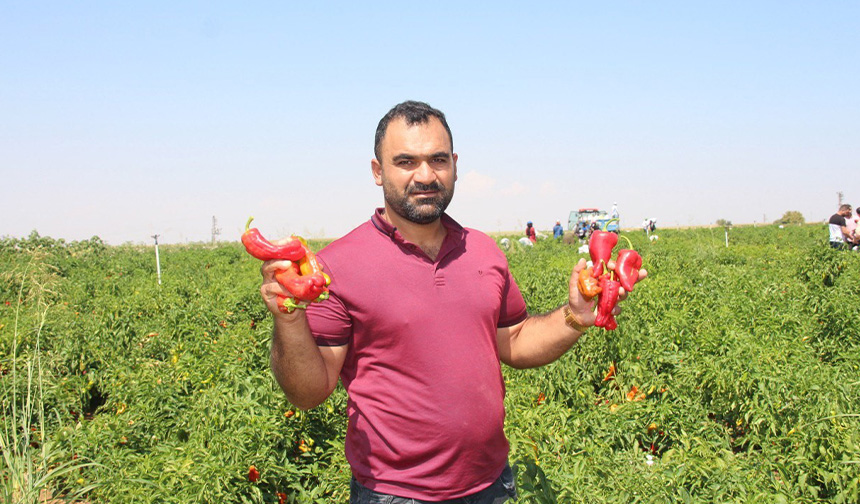 Şanlıurfa’da acı biberin hasadı sürüyor