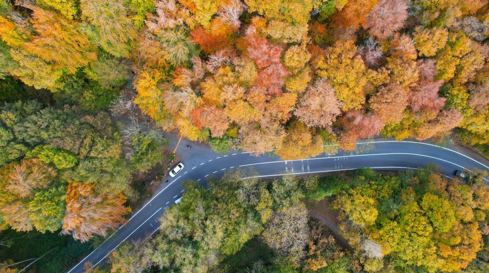 Belgrad Ormanı sonbahar renklerine büründü