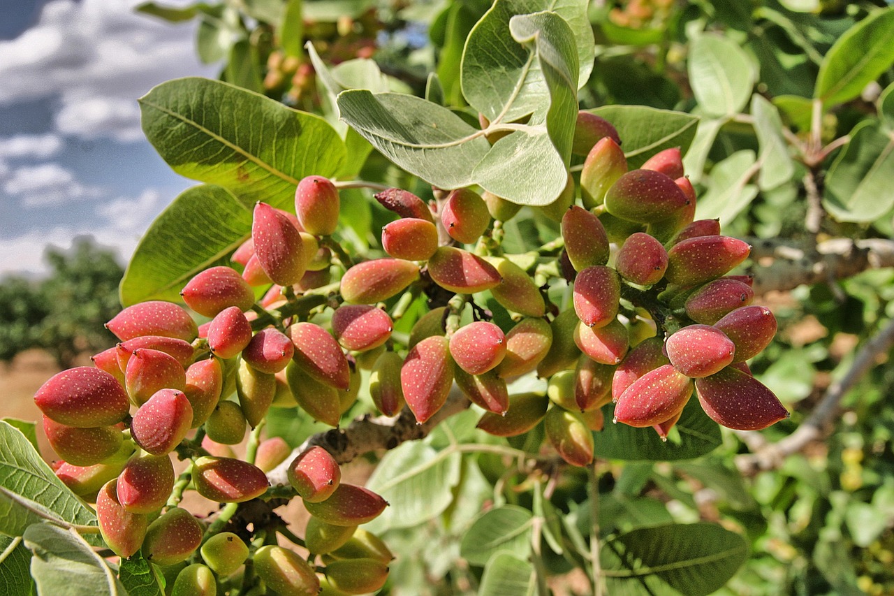 Pistachio 1137886 1280