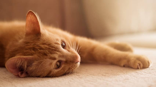 Sarman Kedi 5234
