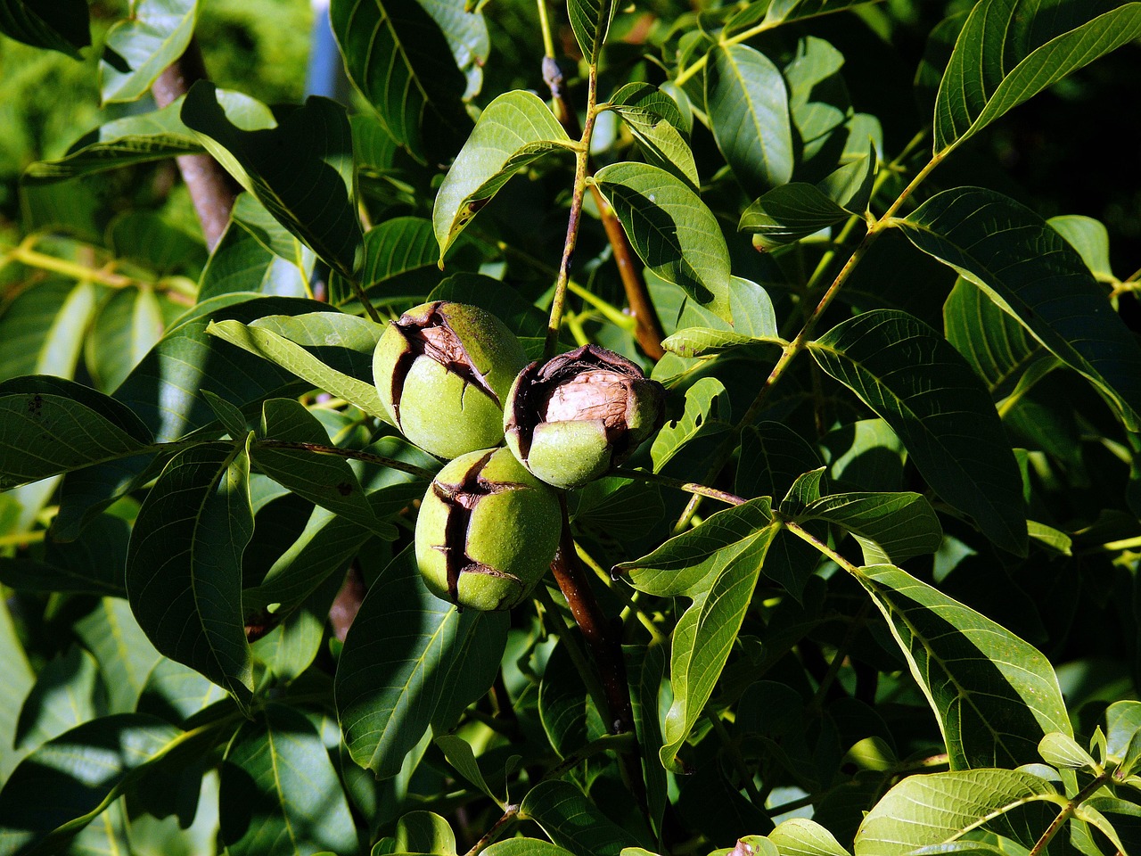 Tree Nut 967128 1280