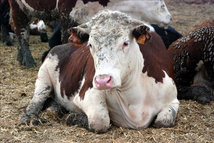 Thumbs B C 3D5F064E197468Ad93762B9B7B05Ae48