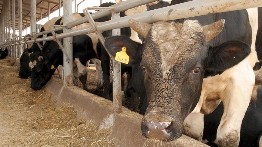 Thumbs B C 694784E5A8448A586Eb621Ea98A8D9B5