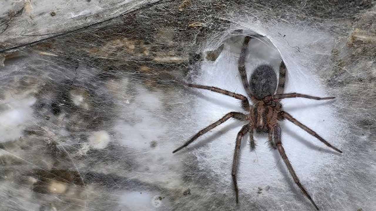 Dunyanin En Buyuk Orumcek Agi Tegenaria Domestica