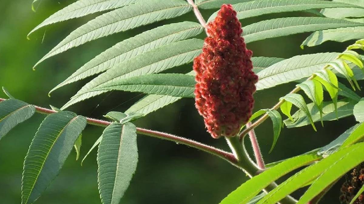 Sumak1Jpg F Hop X Sc4F Um7 B X Au K F9 G Q