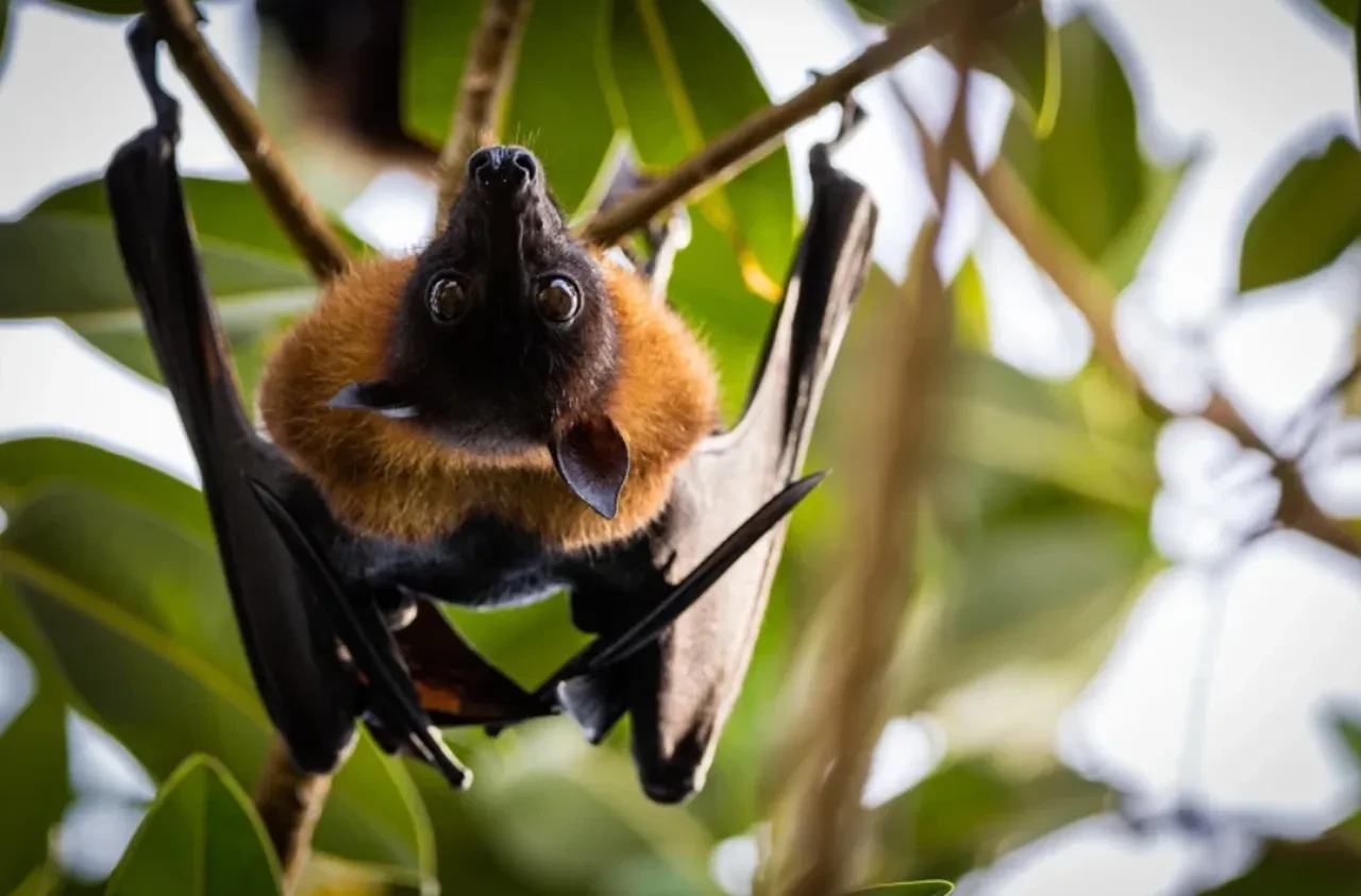 Yeni Bir Pandemi Kapida Mi Hindistanda 100 Kisi Karantinaya Alindi 3278475 202601252147 4