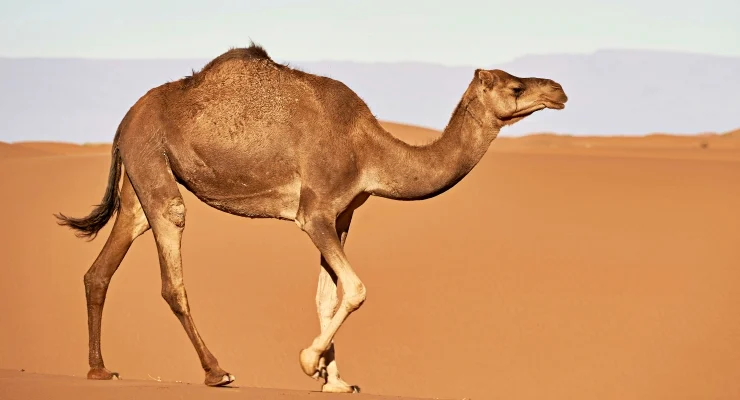 2026 03 05 Deve Unsplash