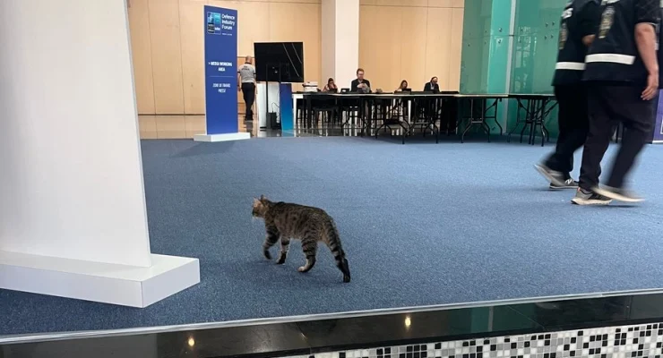 2026 07 08 Nato Zirvesi Kedi Chrislundayx 2